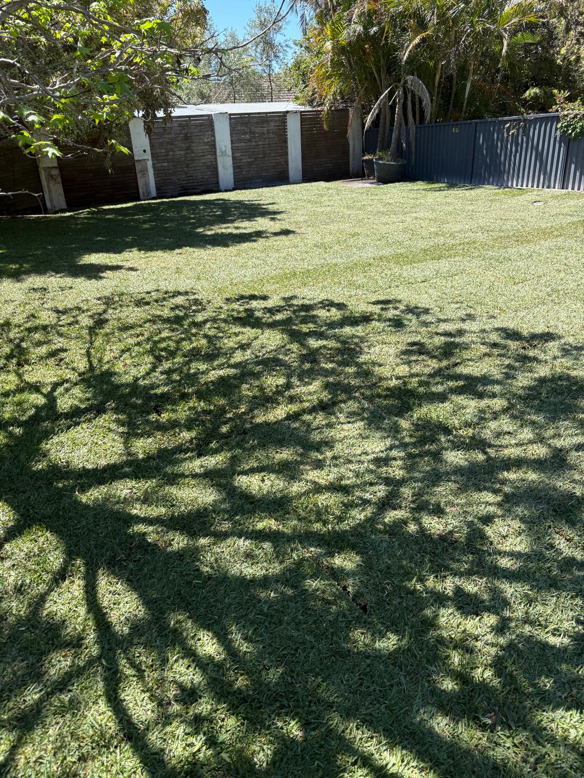 Fresh green turf after pool removal